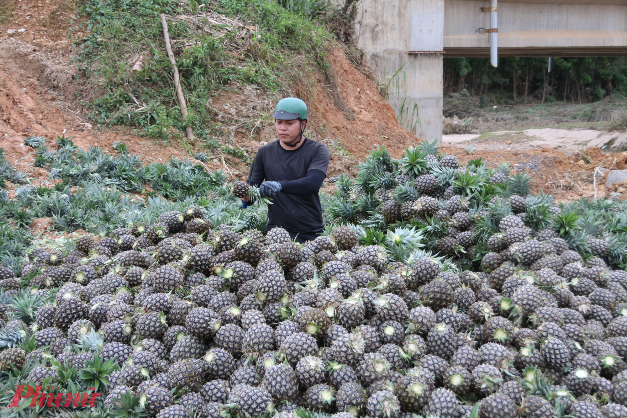 Người dân cho biết, sau lũ, giá thơm ở Yang Mao đang bán ở mức 11.000 đồng/kg; những trái nhỏ, mẫu xấu được bán khoảng 4.000 đồng/kg.