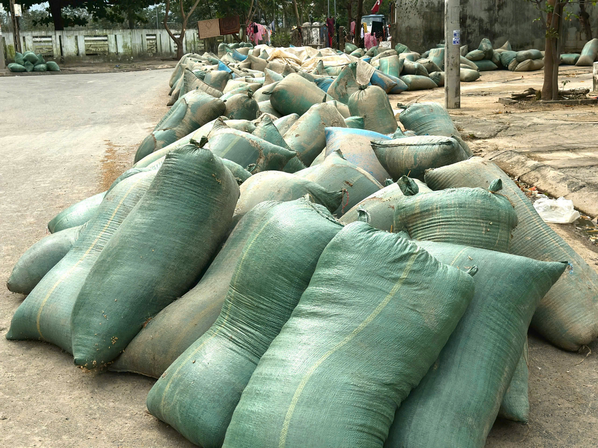 Hàng trăm bao lúa xếp dài ngoài đường, chờ thương lái ghé mua