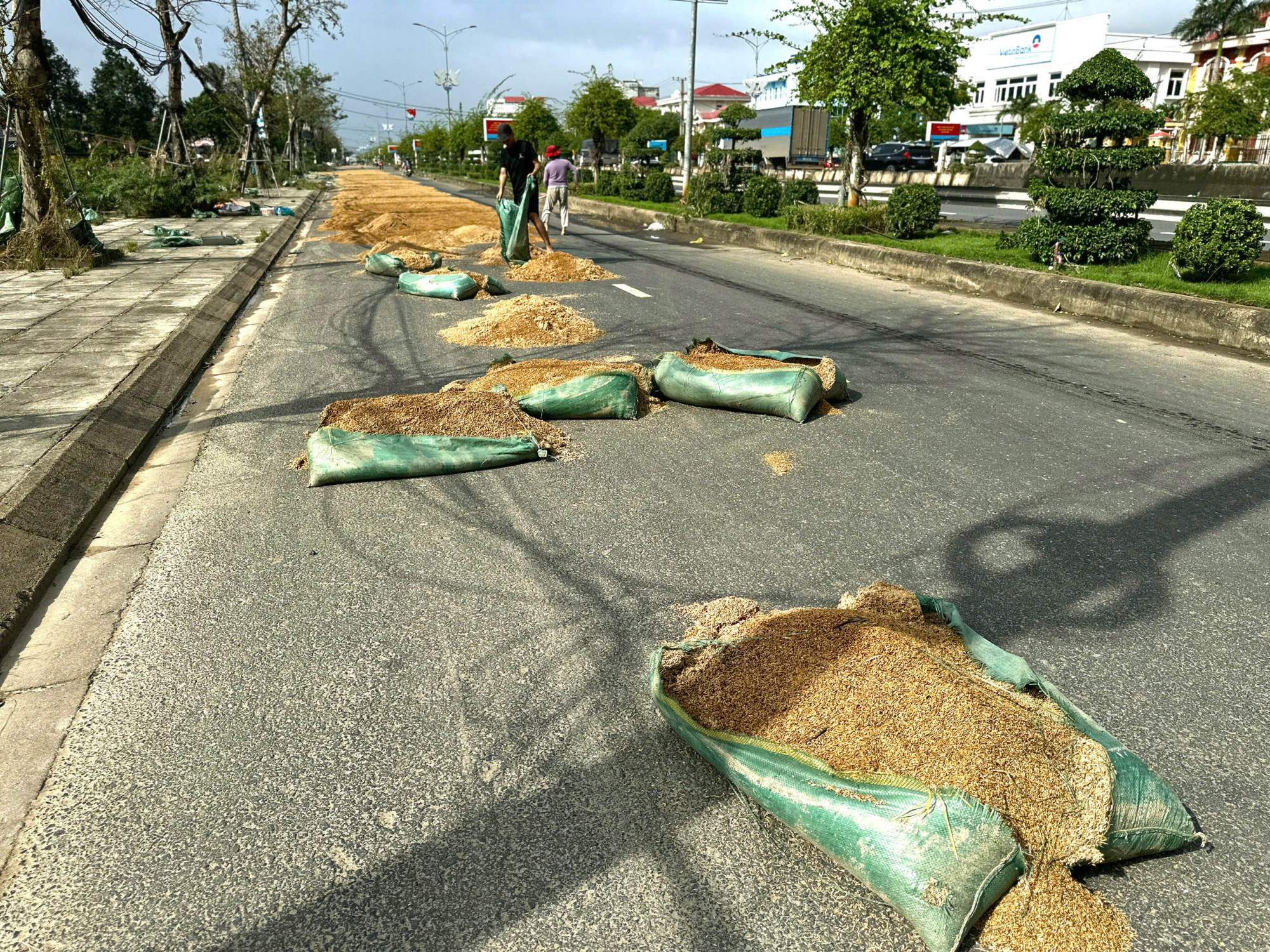 Nông dân tranh thủ khi trời vừa hửng nắng mang lúa đã nảy mầm, vón cục ra phơi