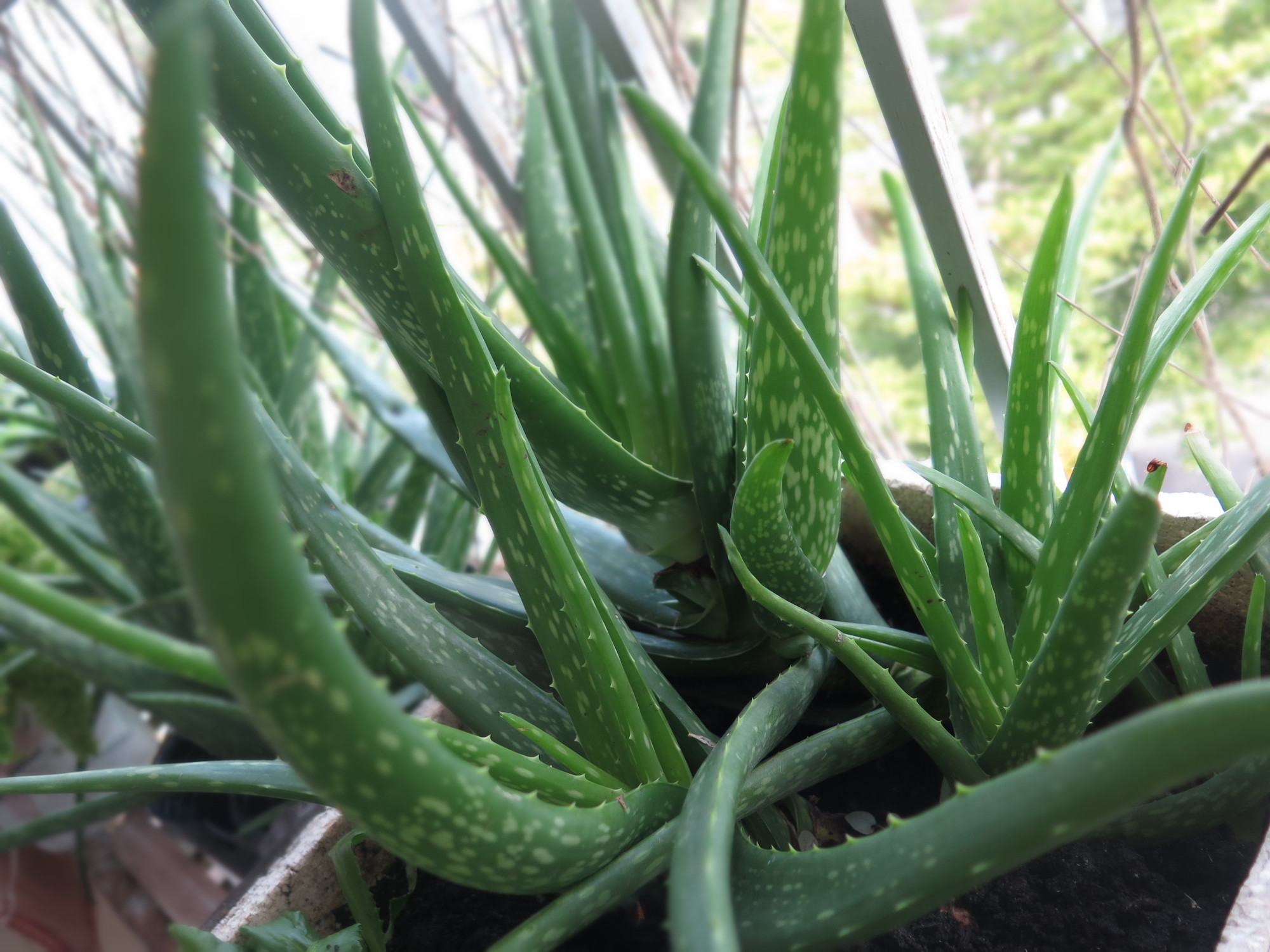 Nha đam (lô hội) giúp nhuận trường, phòng ngừa và điều trị táo bón. Ảnh: An Hà