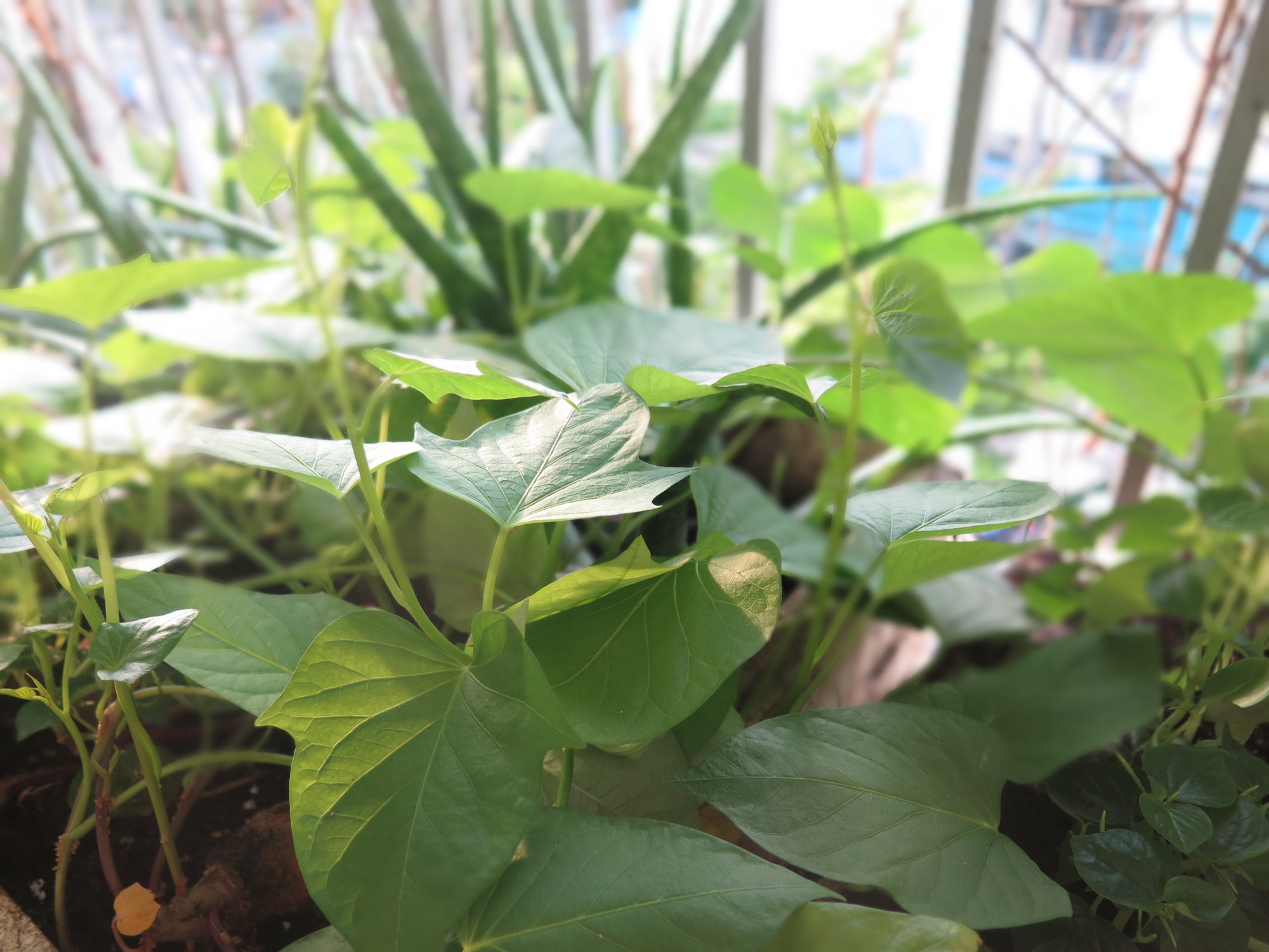 Rau lang giúp nhuận trường cho các thể táo bón. Ảnh: An Hà