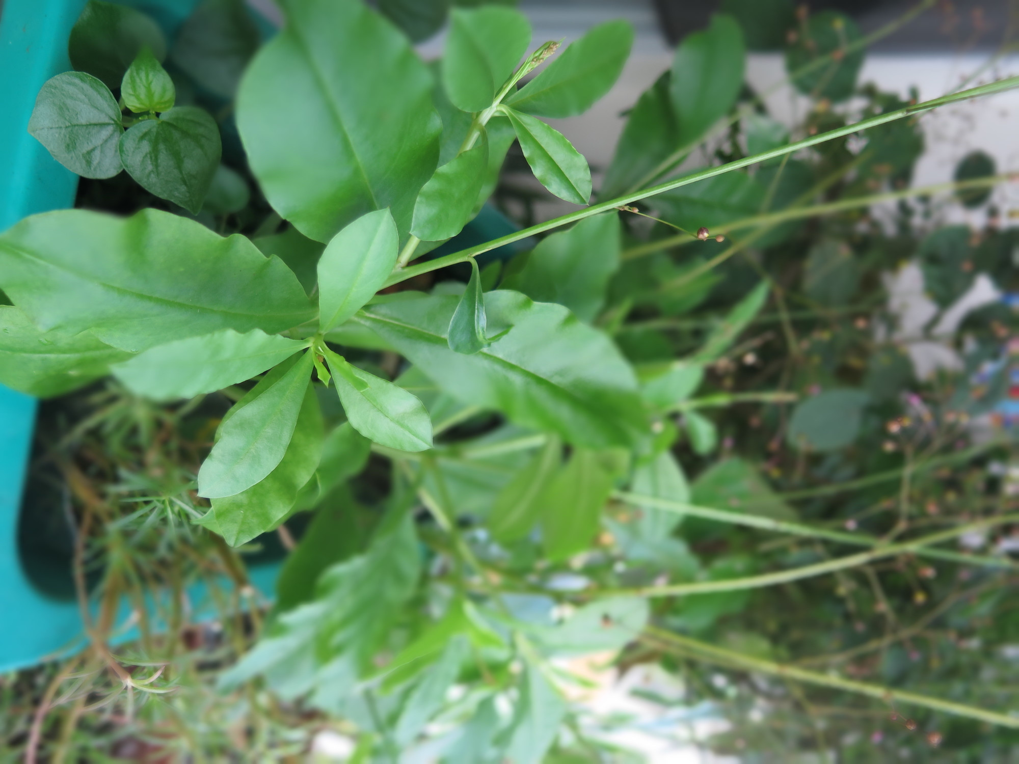 Rau sâm đất giúp phòng ngừa và điều trị táo bón do nhiệt. Ảnh: An Hà