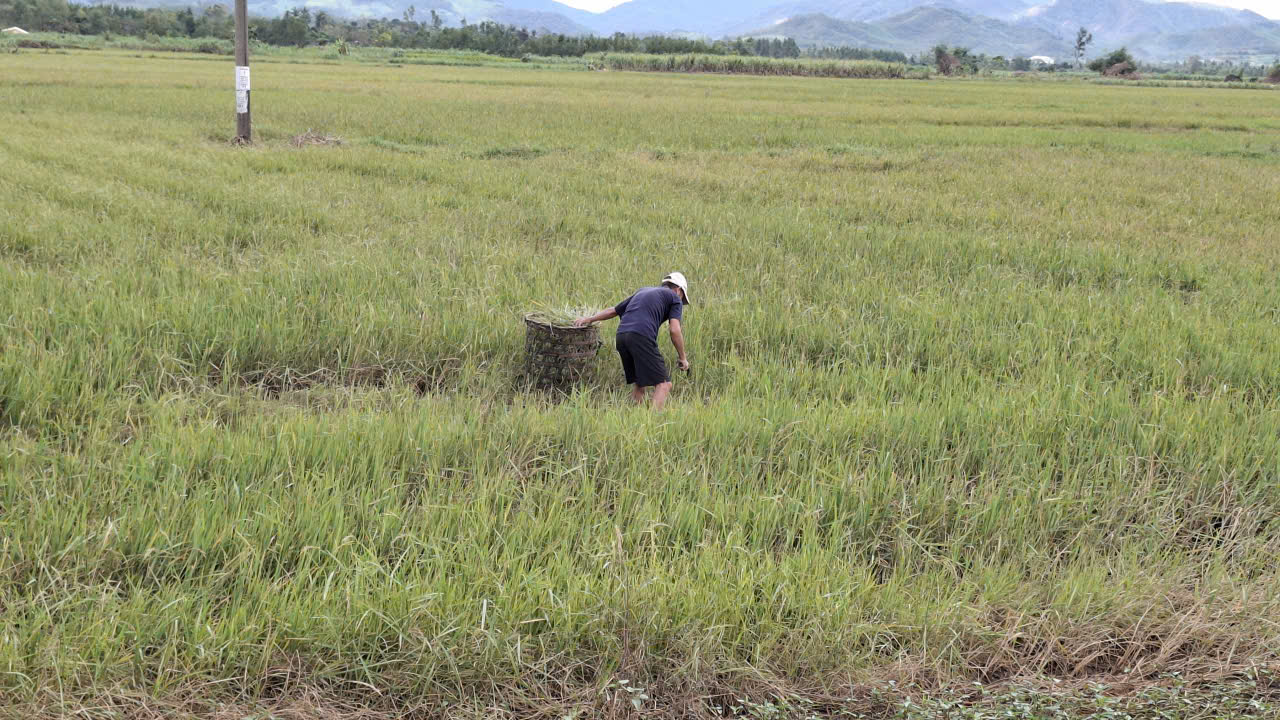 Lúa chét bị nước lụt ngâm hư gié, lấy rơm cho bò, cày ải chuẩn bị vào vụ mới- Ảnh: Mạnh Hoài Nam