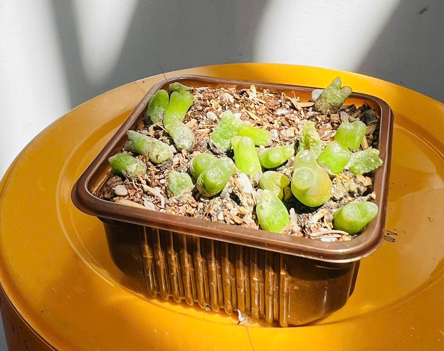 Khay nhựa tái sử dụng để trồng cây