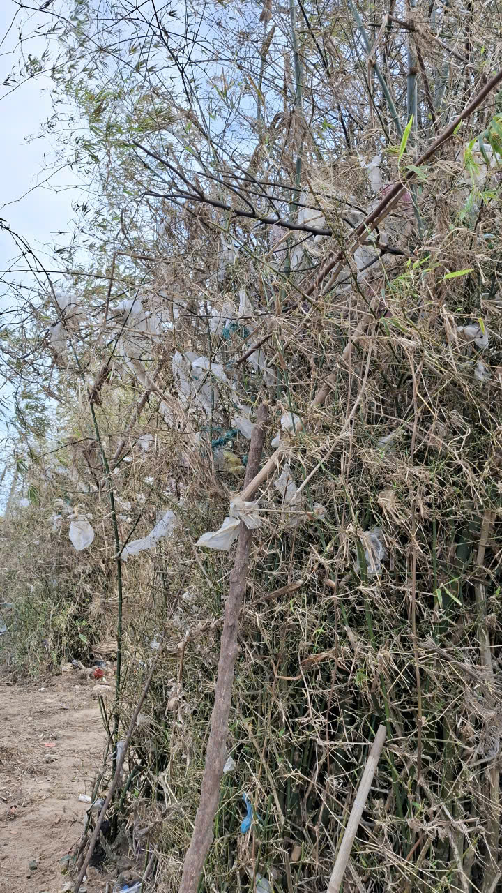 Dọc theo xóm Bầu, rác còn “chất đống” trên bụi tre- Ảnh: Mạnh Trâm Trân 