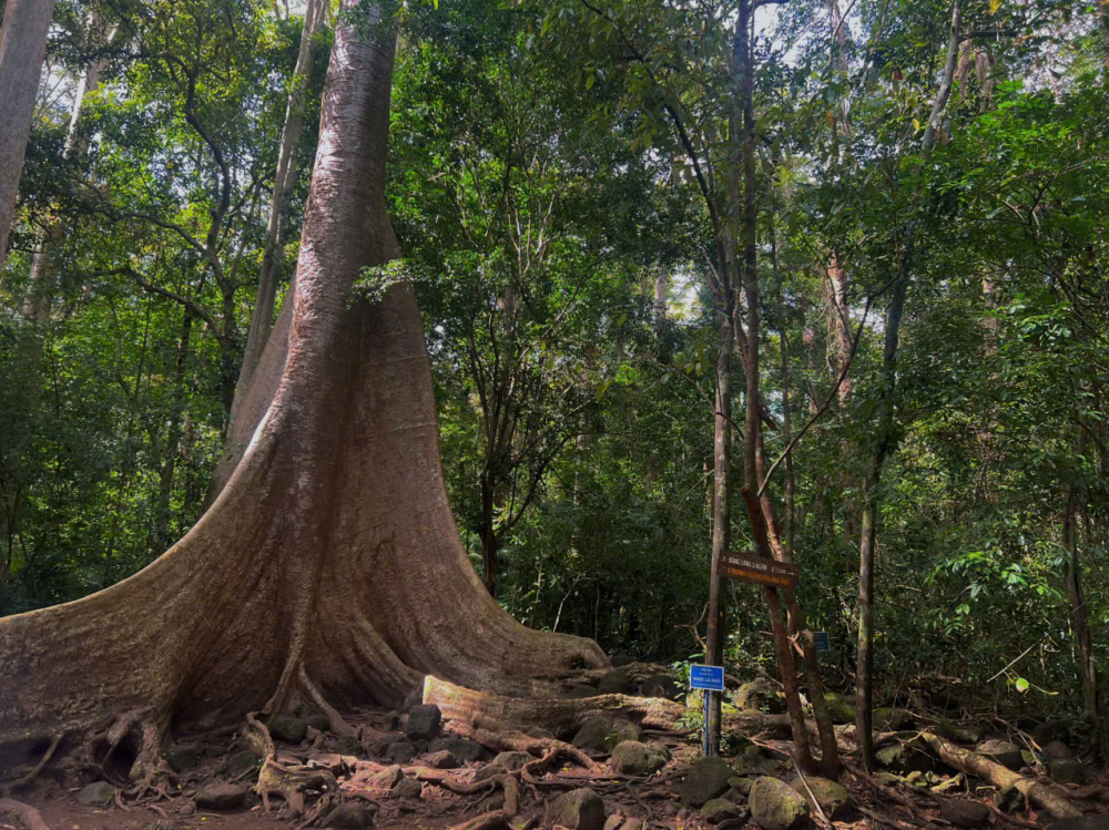 Tại khu vực này có hai cây với kích thước khổng lồ mà bất kỳ du khách nào cũng phải một lần check - in tại đây chính là cây Tung 