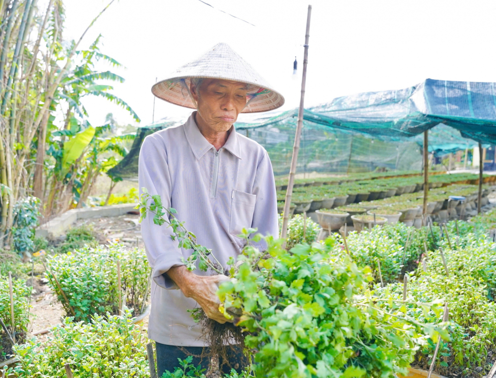 Người dân trồng hoa ở phường Thanh Thủy (TP Huế) thiệt hại nặng sau các đợt lũ - ẢNH: THUẬN HÓA