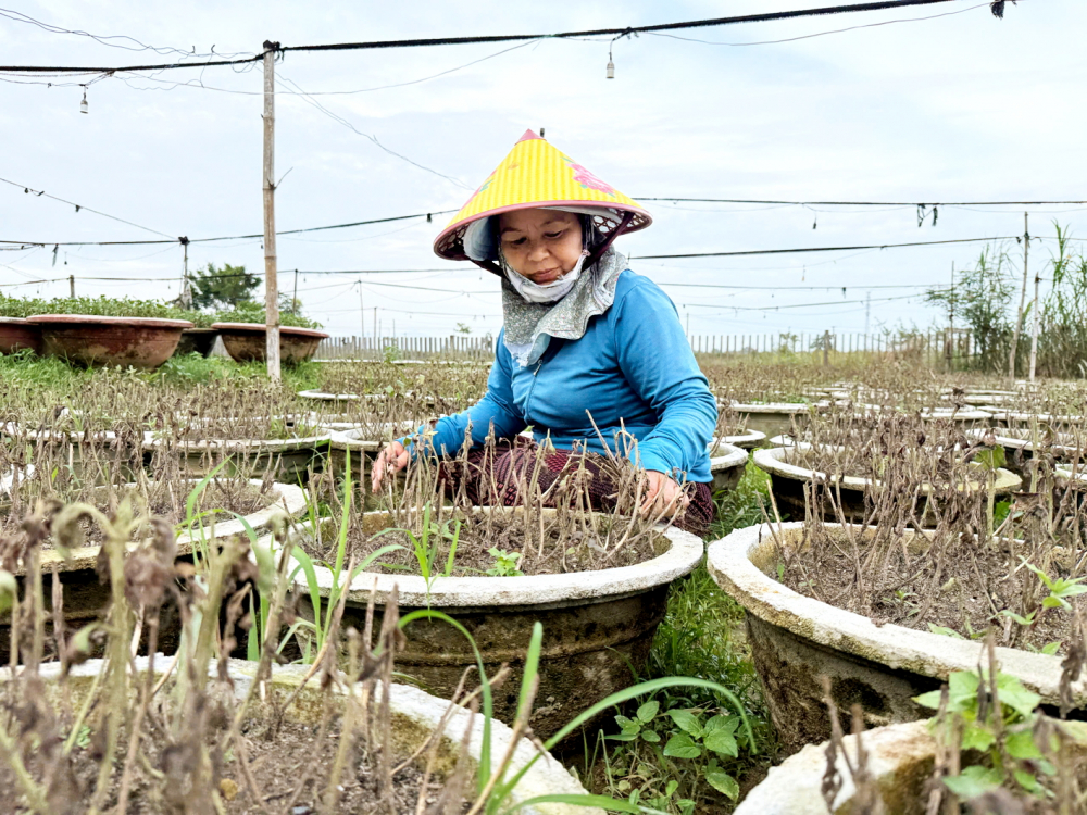 Nhiều nông dân trồng hoa ở TP Đà Nẵng bị thiệt hại nặng do mưa lũ liên tiếp - ẢNH: LÊ ĐÌNH DŨNG 