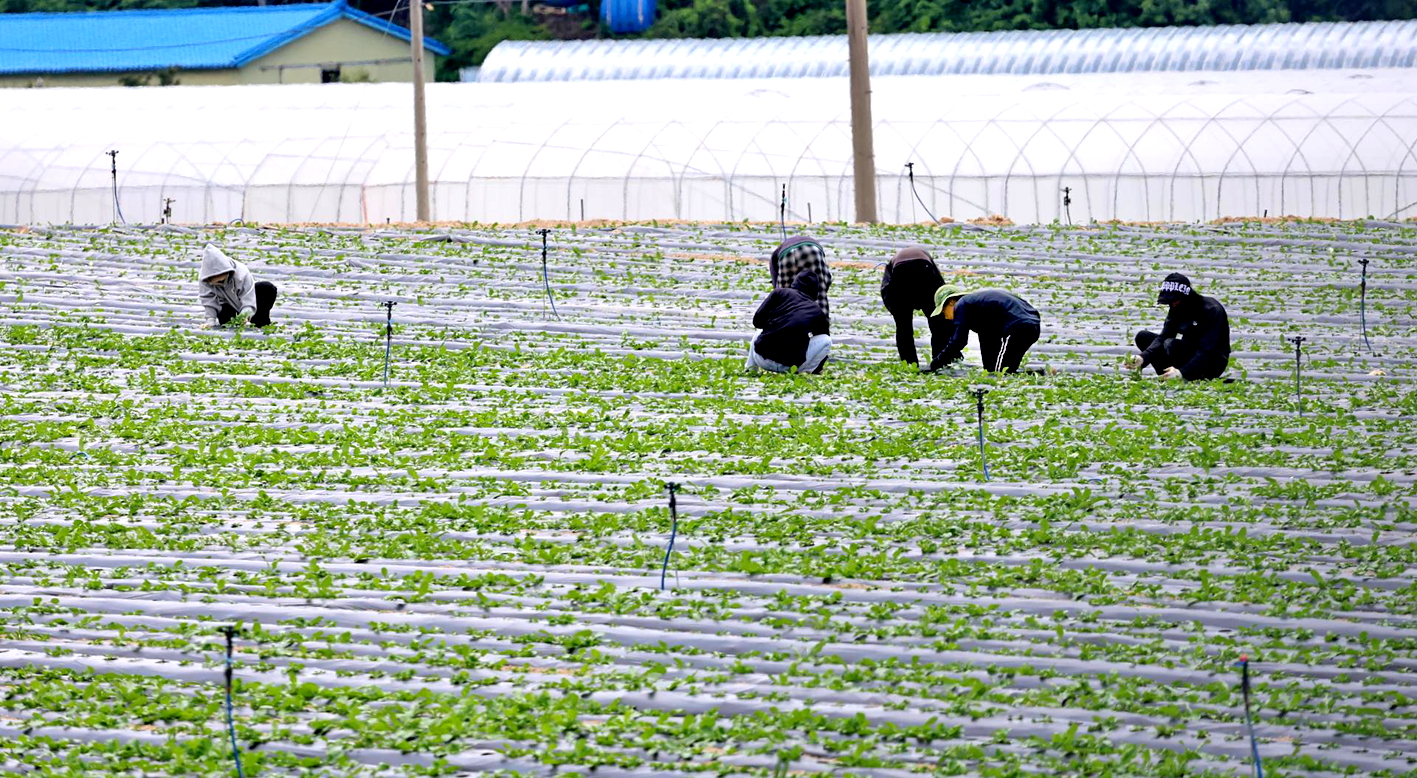 Lao động nhập cư đang làm việc trên đồng ruộng ở tỉnh Gangwon, Hàn Quốc - Nguồn ảnh: Yonhap