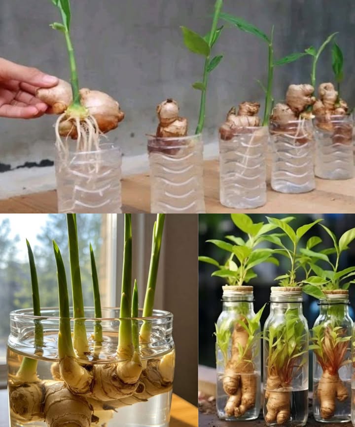 Không chỉ là loại gia vị quen thuộc trong gian bếp Việt, gừng thời gian gần đây còn “gây sốt” khi được nhiều gia đình lựa chọn làm cây trang trí phong thủy trong nhà. Việc đặt một chậu gừng nhỏ tại phòng khách, gian bếp hay cửa ra vào được cho là giúp kích hoạt sinh khí tốt, thu hút tài lộc và mang đến cảm giác ấm áp cho không gian sống.