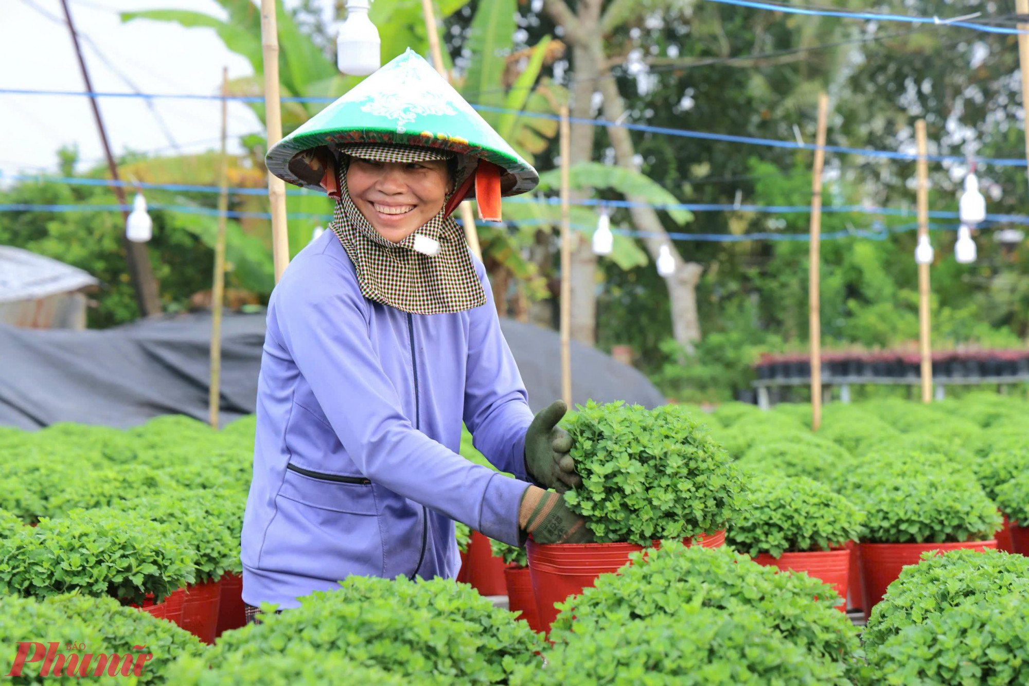 Chăm sóc hoa ở làng hoa Sa Đéc... Ảnh: Trung Phạm