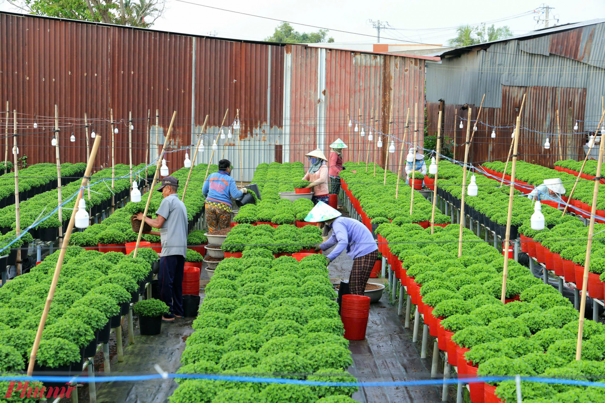 làng hoa Sa Đéc hiện có khoảng 1000ha, với 2.000 chủng loại hoa kiểng khác nhau - đây được xem là một trong những làng hoa lớn nhất khu vực ĐBSCL.  