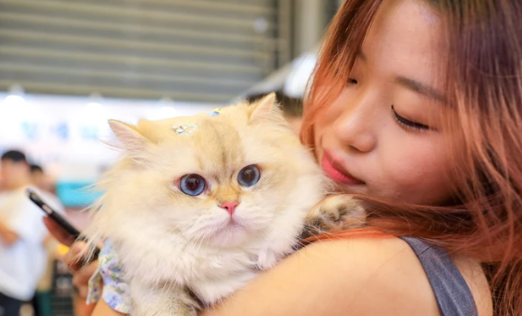 Một du khách chơi đùa với một chú mèo tại Hội chợ Thú cưng Châu Á 2025 tại Trung tâm Triển lãm Quốc tế Mới Thượng Hải vào ngày 20 tháng 8 năm 2025 tại Thượng Hải, Trung Quốc. Ảnh: Getty Images