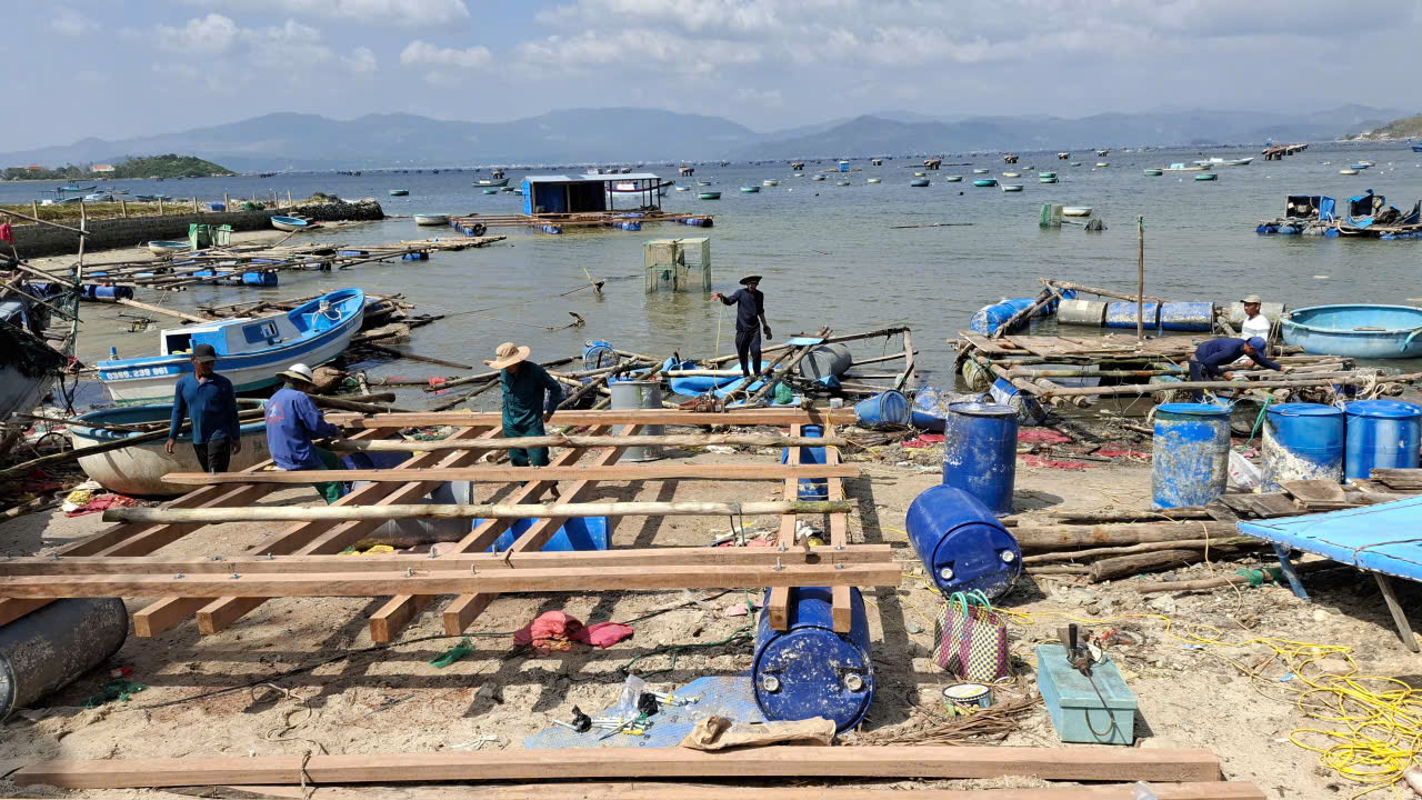 Người dân đóng bè nuôi cá mú vụ mới trên vịnh Xuân Đài- Ảnh: Mạnh Hoài Nam