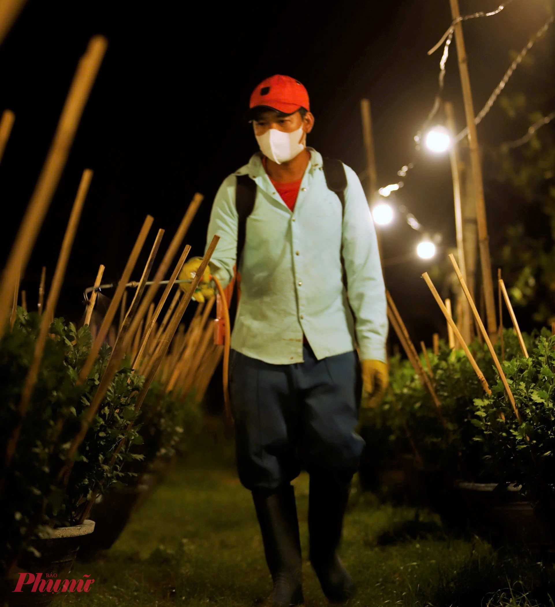 Không quản ngày đêm, bà con phải bám vườn, theo dõi từng chậu cúc để kịp thời cứu cây, bón phân, tưới nước nhằm thúc đẩy hoa phát triển.