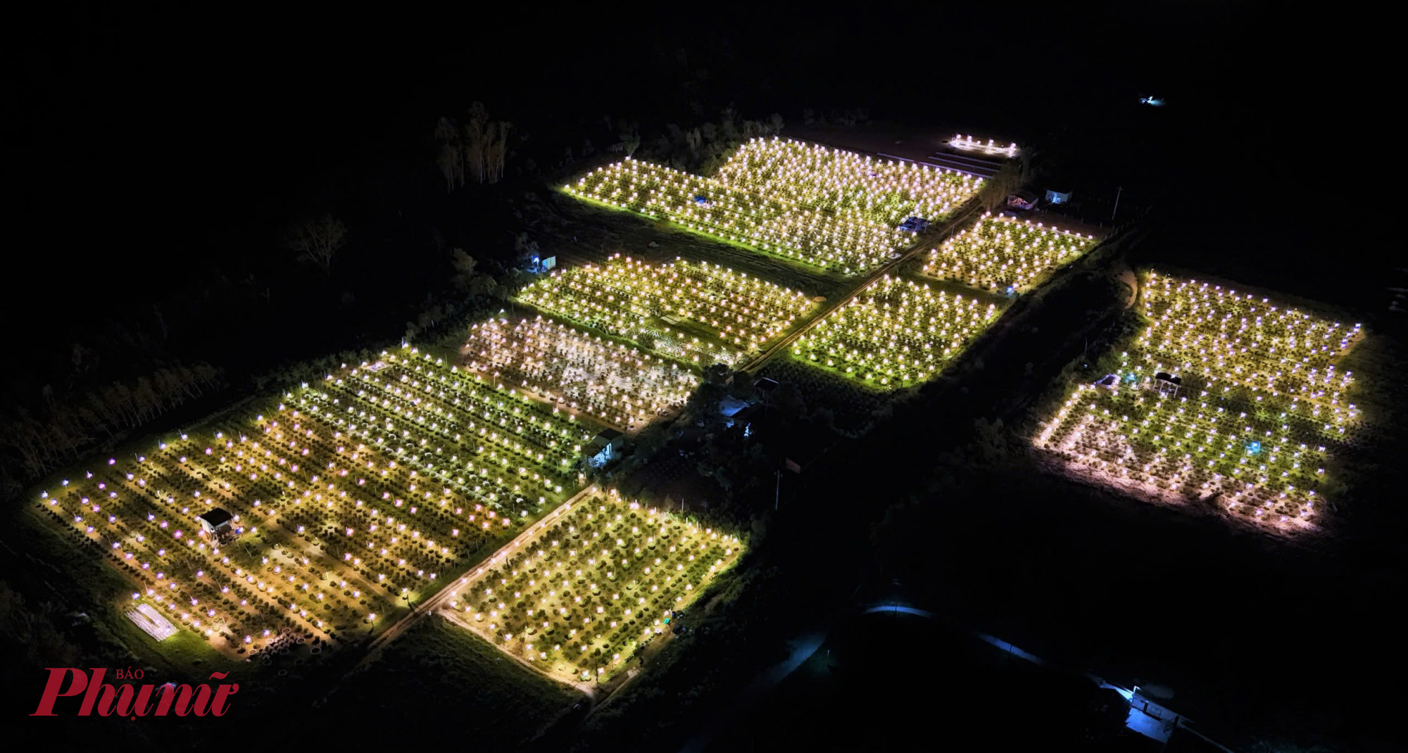 Người trồng hoa cho biết việc chong đèn không chỉ giữ ấm mà còn giúp điều chỉnh thời điểm nở, đảm bảo hoa bung sắc đúng dịp Tết.