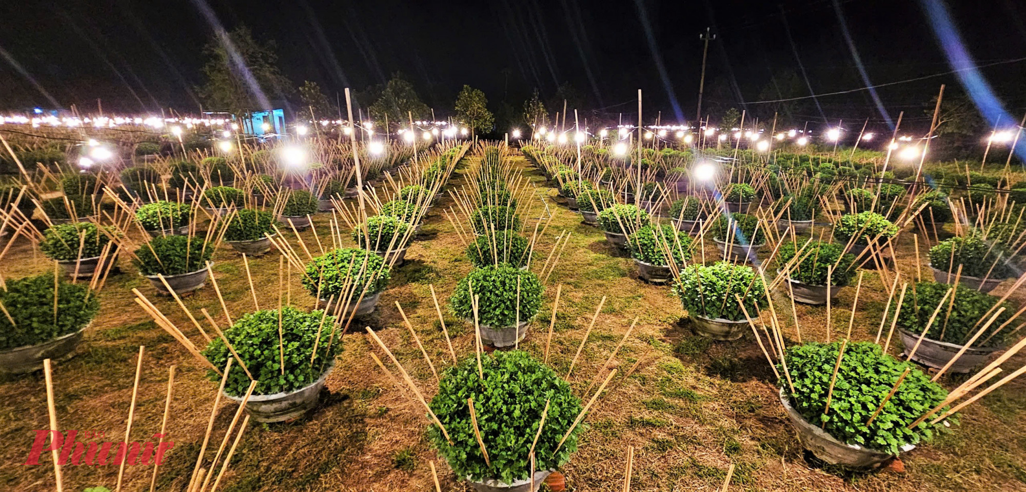 Tuy vậy, hoa vẫn phát triển không đồng đều như các vụ trước, khiến nỗi lo lắng hiện rõ trên gương mặt những người trồng hoa.