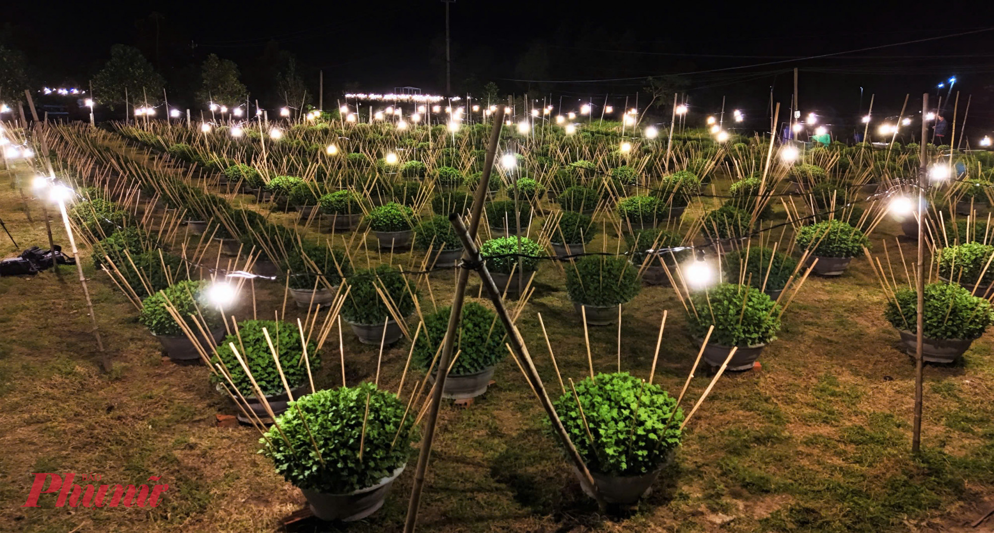 Theo người dân địa phương, hai đợt bão lũ liên tiếp vừa qua khiến hoa sinh trưởng chậm hơn mọi năm. 