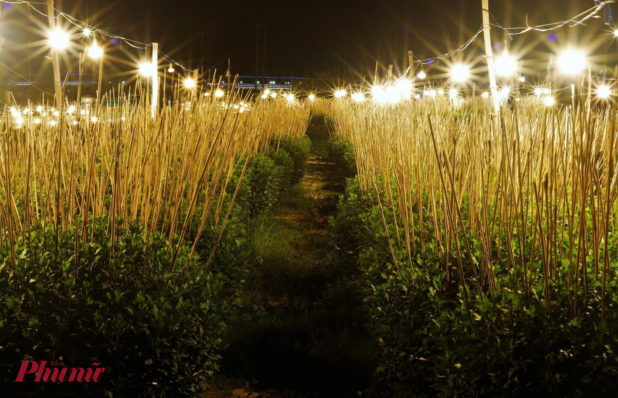Những vườn hoa cúc ở phường Quy Nhơn được phơi sáng xuyên đêm. 