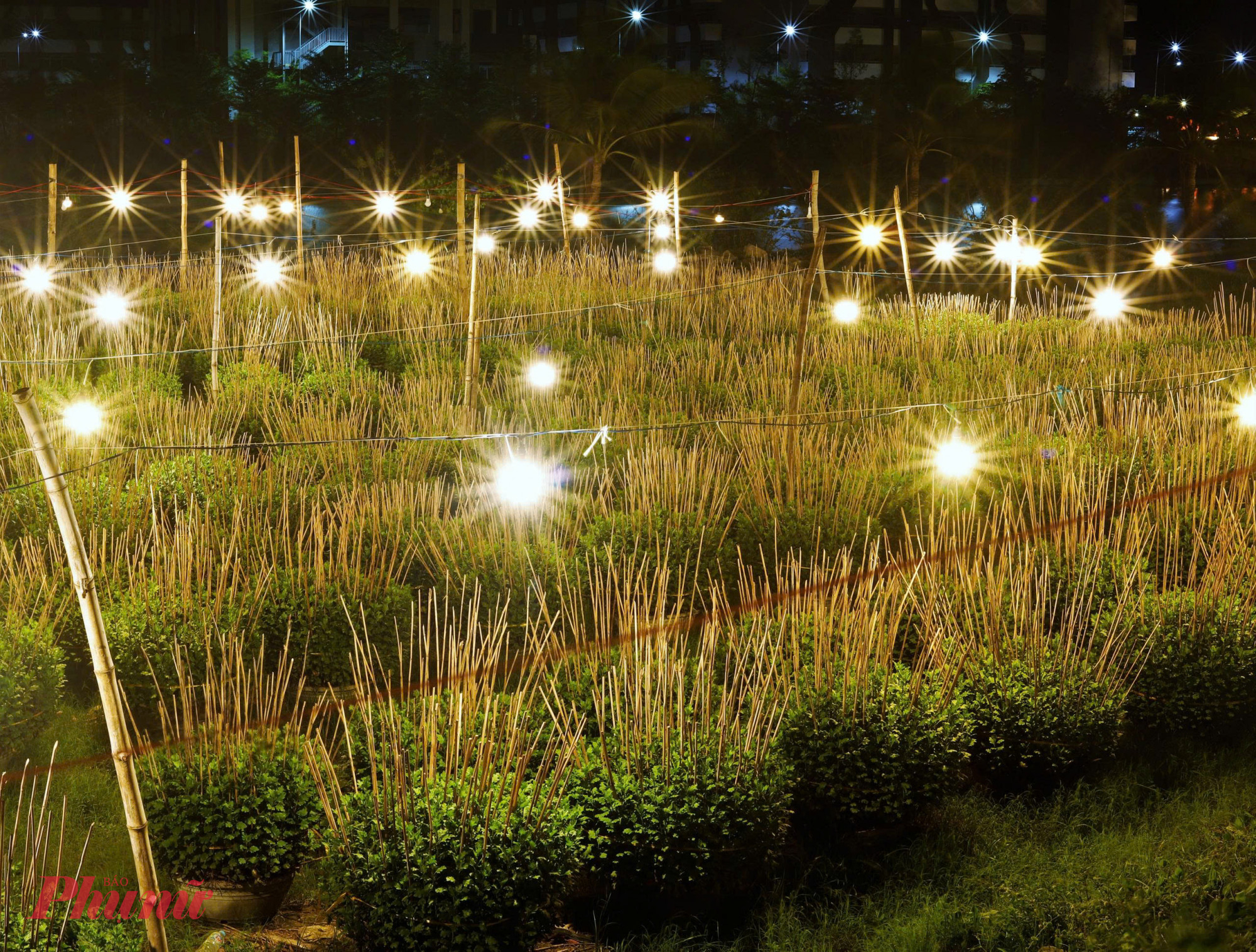 Tương tự, vùng trồng hoa cúc bên sông Hà Thanh (phường Quy Nhơn, tỉnh Gia Lai) cũng đang tất bật bước vào vụ hoa Tết. 