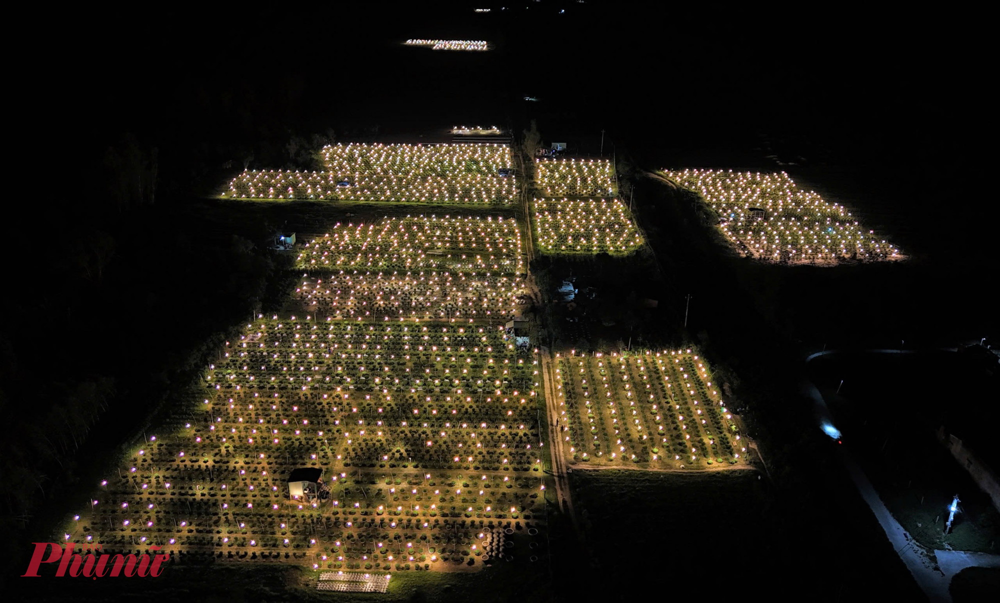 Khi đêm xuống, hàng ngàn bóng điện được thắp sáng rực giữa những vườn cúc xanh non thẳng tắp. 