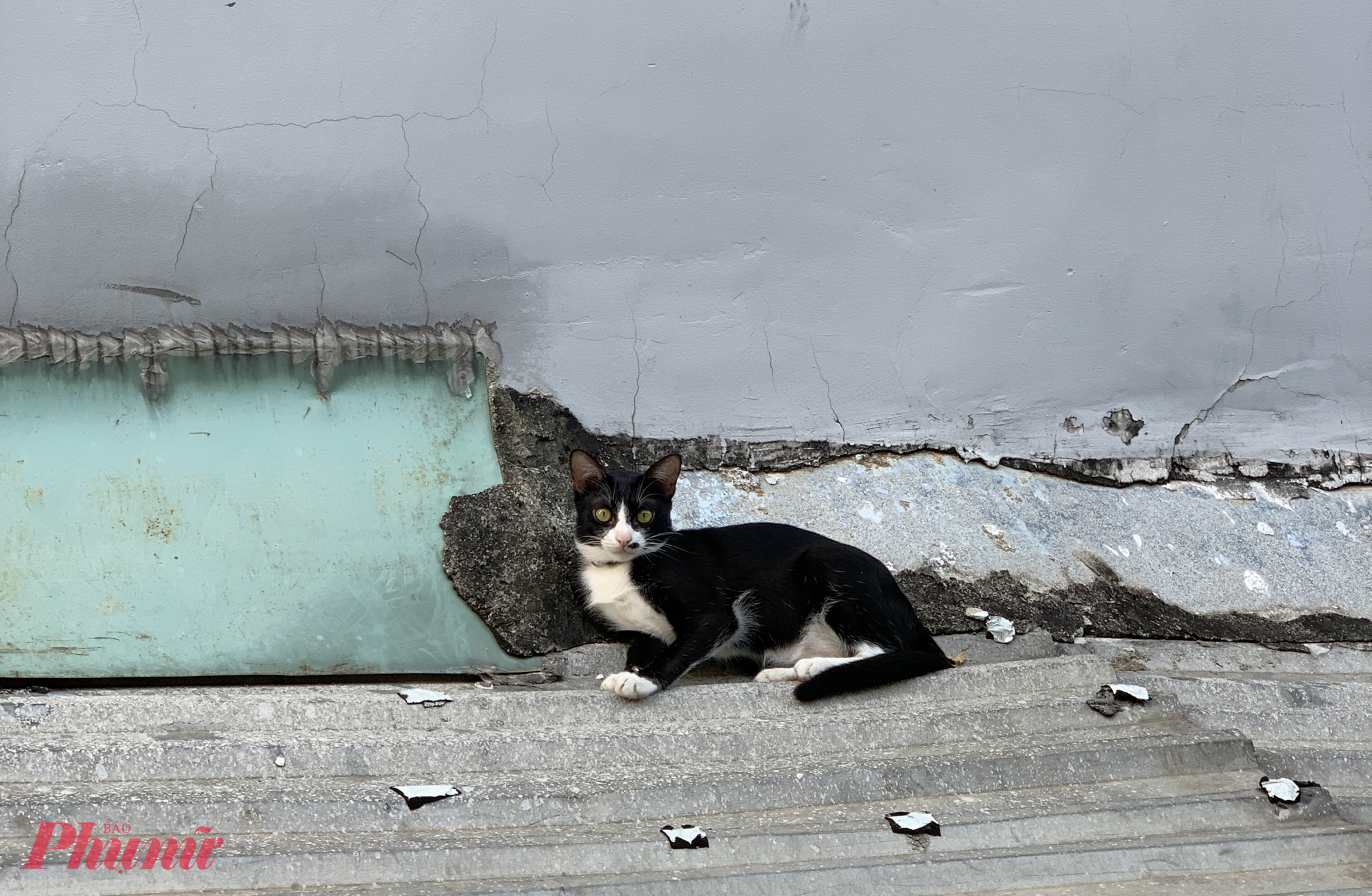 Người nuôi chó mèo ở TPHCM buộc phải khai báo với chính quyền địa phương - Ảnh: Thanh Tâm