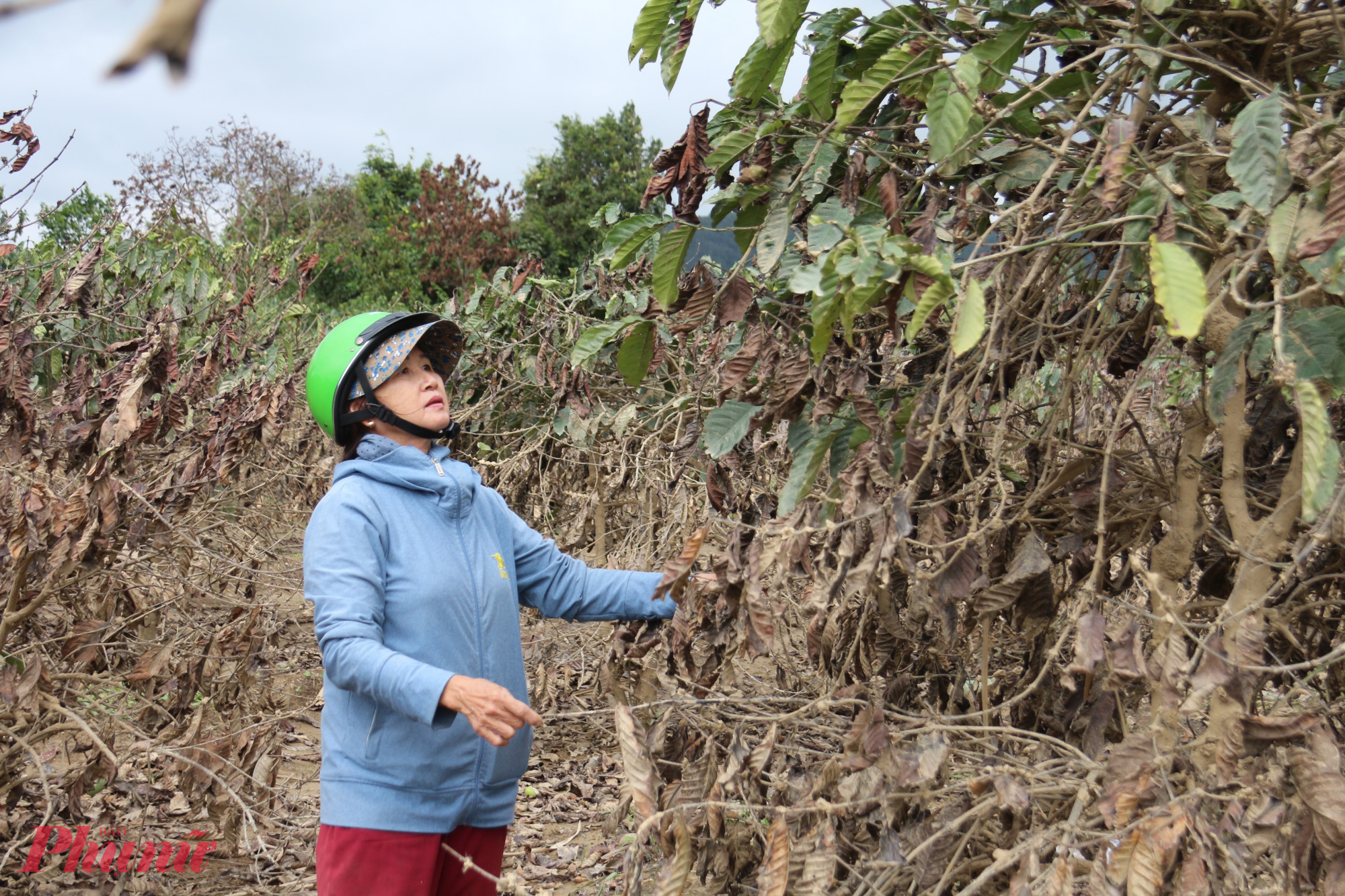 Cây trồng của người dân bị thiệt hại nặng nề