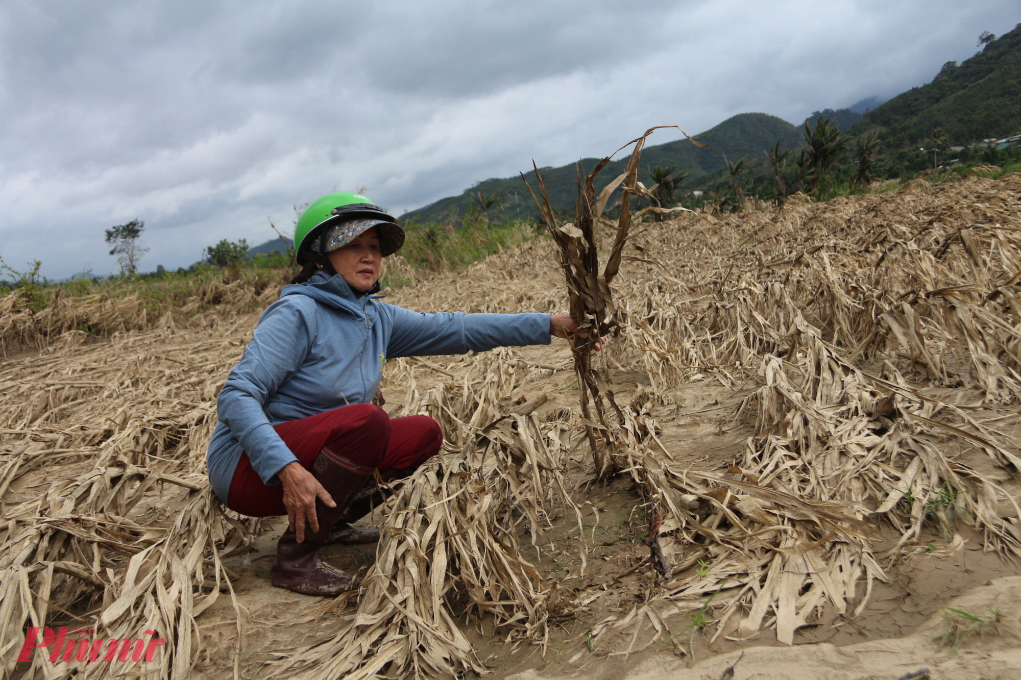 Nhiều vườn bắp chết trắng