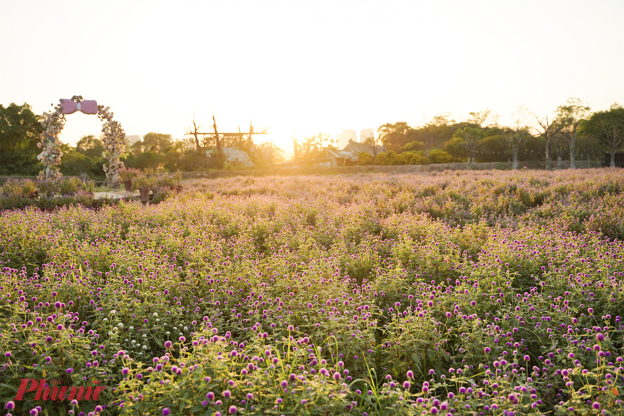 Thời điểm đẹp nhất trong ngày để chụp ảnh với cúc bách nhật là buổi chiều khi mặt trời lặn, nắng vàng mật ong chiếu xuyên qua cánh hoa tạo nên màu hồng đậm