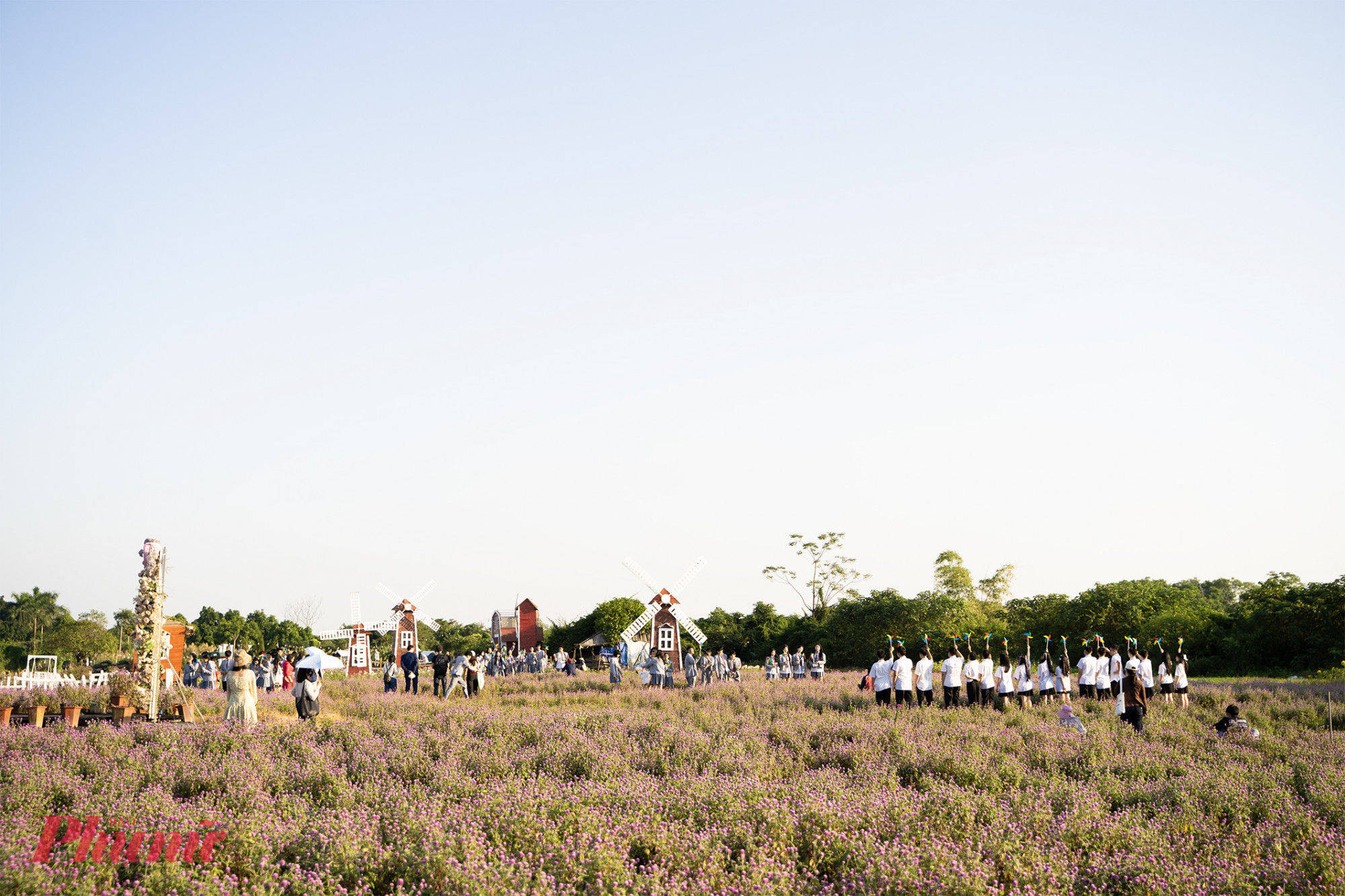 Khu vườn tím lịm, lạ mắt này rộng hơn 10.000m2 với khoảng 130.000 cây cúc bách nhật.