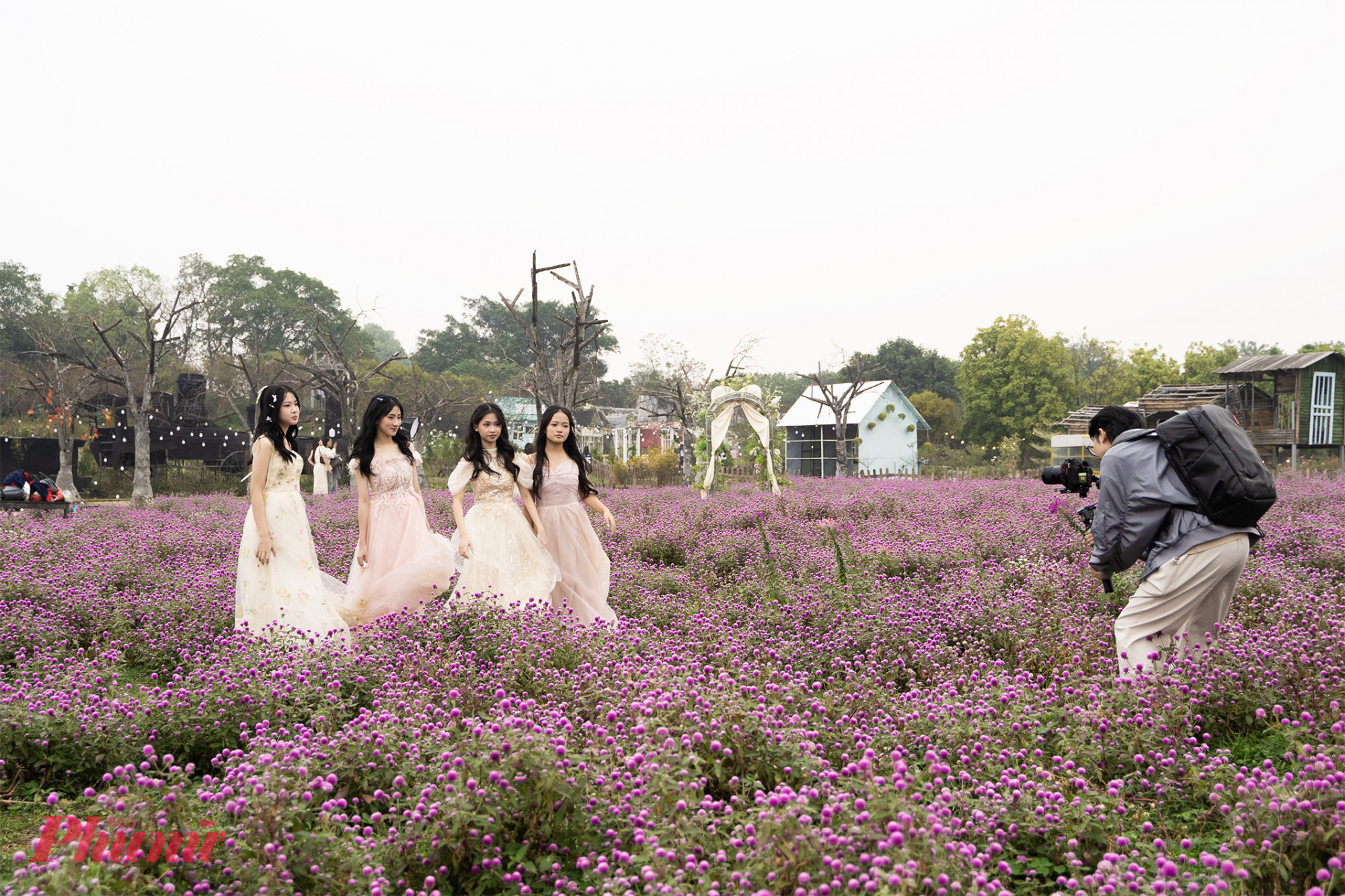 Anh Trương Thế Hùng, chủ vườn hoa cho biết: “Diện tích vườn bách nhật màu hồng tím rộng khoảng gần 1 héc ta, số cây trồng khoảng 100 nghìn cây. Vườn màu trắng khoảng 5000m với số lượng khoảng 30 nghìn cây. Cây được gieo giống từ hạt, từ khi gieo hạt đến khi hoa nở khoảng 100 ngày từ khi hoa nở đến khi hoa tàn khoảng 100 ngày tuỳ chế độ chăm sóc. Vườn hoa đang vào độ nở rộ và rất đẹp rất phù hợp cho mọi người thăm quan chụp ảnh thời trang, kỷ yếu.