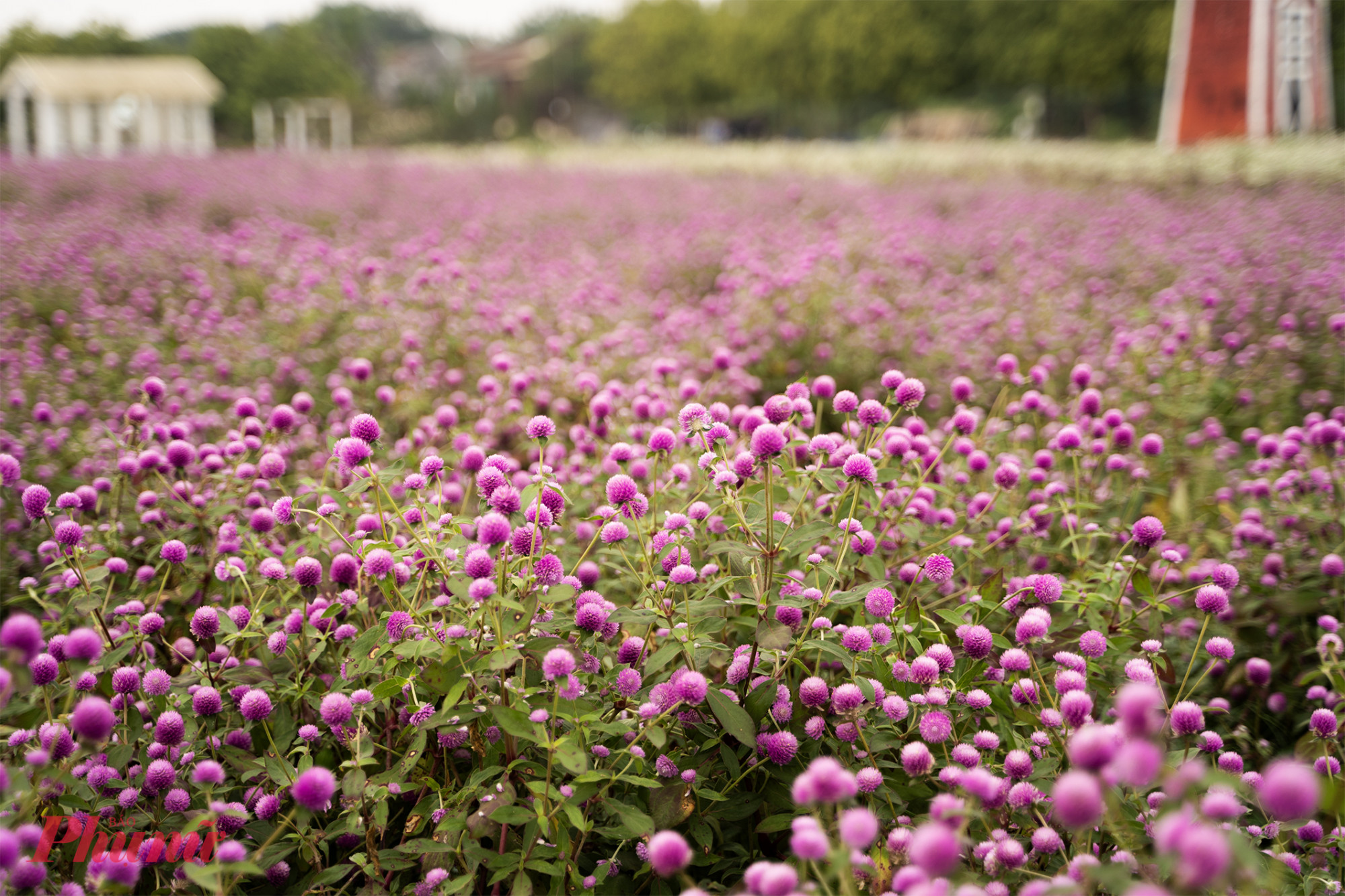 Đây là một trong những địa điểm thu hút giới trẻ đến vui chơi và chụp hình thời điểm đầu đông tại Hà Nội. Nhiều bạn trẻ cho biết có cảm giác như lạc vào xứ sở thần tiên bởi độ rộng và vẻ đẹp của vườn cúc bách nhật