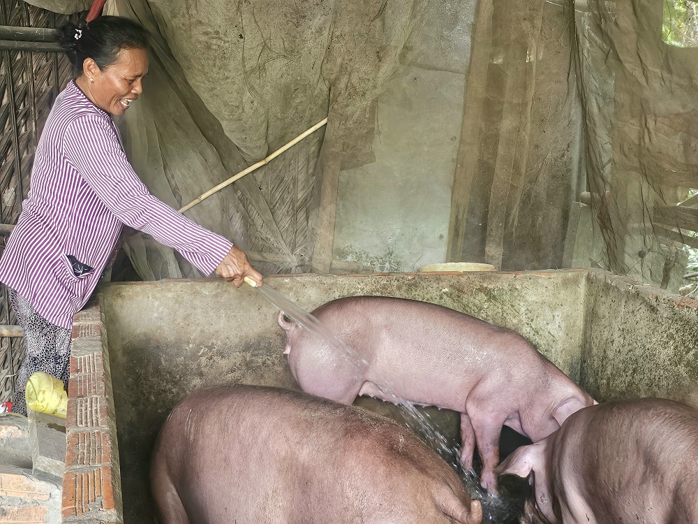 Nhờ có chính sách giúp đỡ hội viên thoát nghèo từ mô hình nuôi heo giống sinh sản mà các chị em phụ nữ đã thoát nghèo - Ảnh Phú Hữu