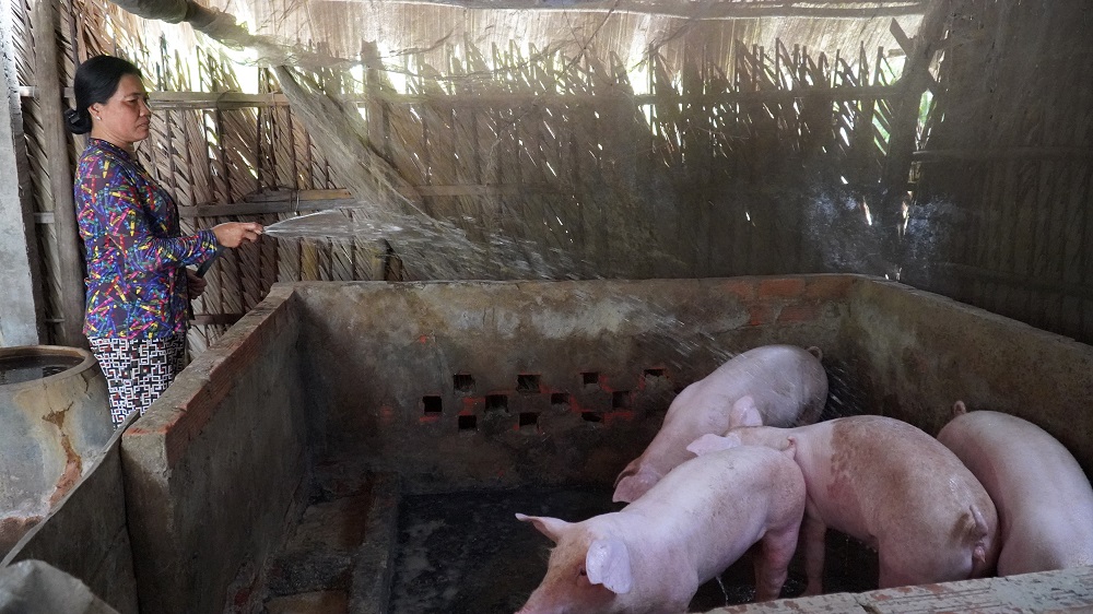  Nuôi heo từ nguồn vay vốn Hội Phụ nữ bà Sóc Thị Khe đã thoát nghèo sau hai năm - Ảnh Phú Hữu