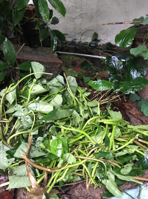 Phần dư của rau củ được dùng để ủ vào các gốc cây