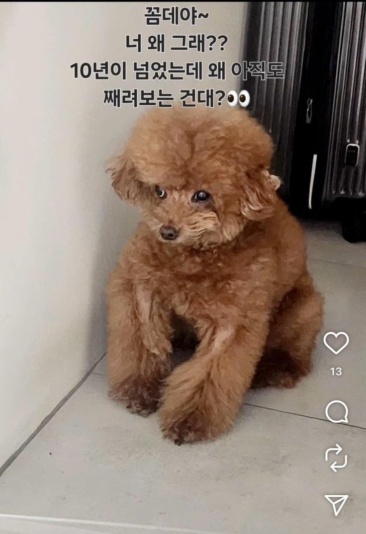 Bức ảnh chụp chú chó Comme Des của thành viên SHINee Key do một người phụ nữ được xác định là A đăng tải, người đang là tâm điểm của cuộc tranh cãi về Park Na-rae, kèm theo chú thích Comme Des, tại sao anh vẫn trừng mắt sau hơn 10 năm? Ảnh chụp từ cộng đồng trực tuyến