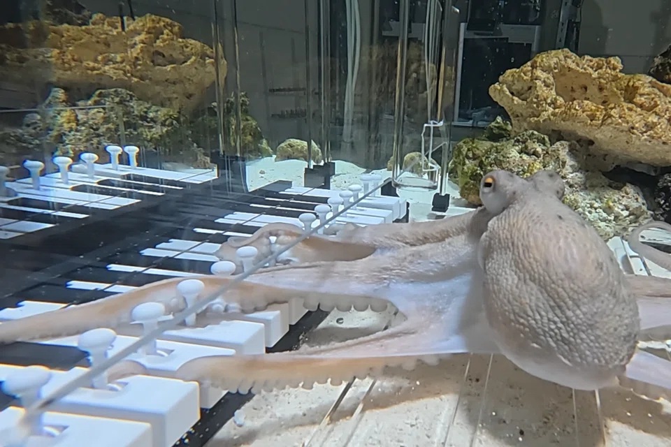 Nhạc sĩ Mattias Krantz thậm chí còn dạy được cho con bạch tuộc chuỗi nốt nhạc của bài hát Baby Shark