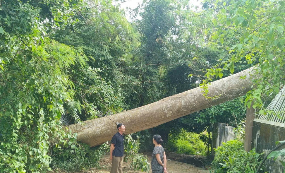 Cây Tung cổ thụ bất ngờ gãy đổ đè lên toàn bộ phần mái nhà ông A. - Ảnh: T.T.