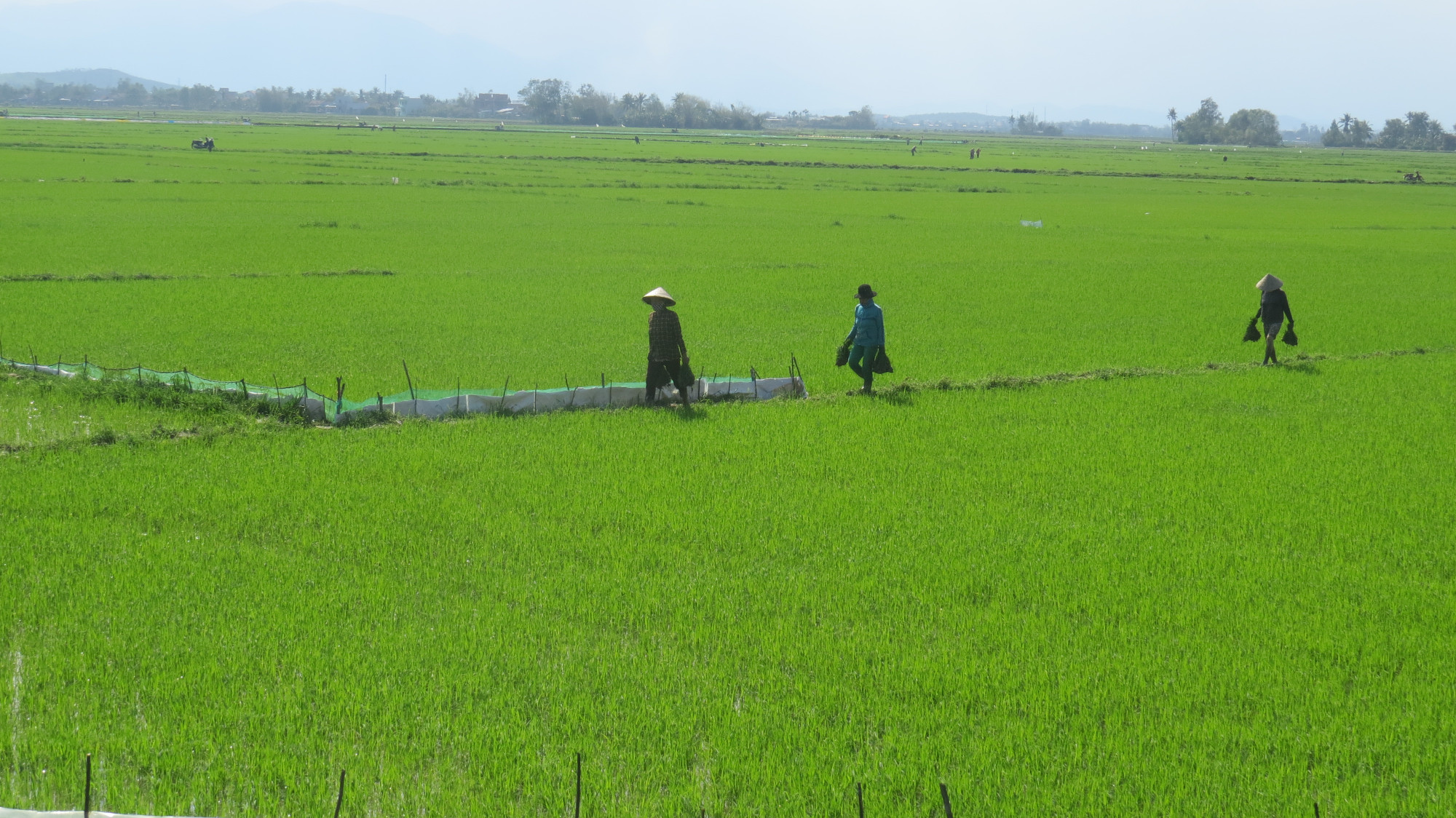 Hệ thống thủy nông Đồng Cam tưới diện tích hơn 18.000ha lúa đồng bằng Tuy Hòa là vựa lúa lớn nhất ở Nam Trung bộ- Ảnh: Mạnh Hoài Nam