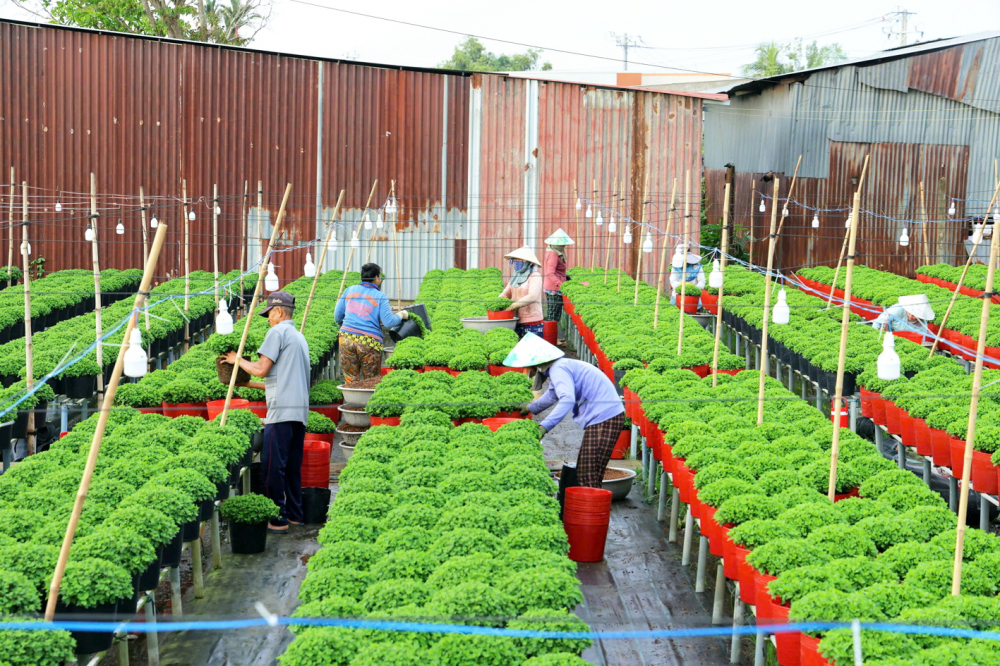Miền Tây: Tất bật chuẩn bị hàng hóa phục vụ tết Nông dân làng hoa Sa Đéc, tỉnh Đồng Tháp chăm hoa cho mùa tết
