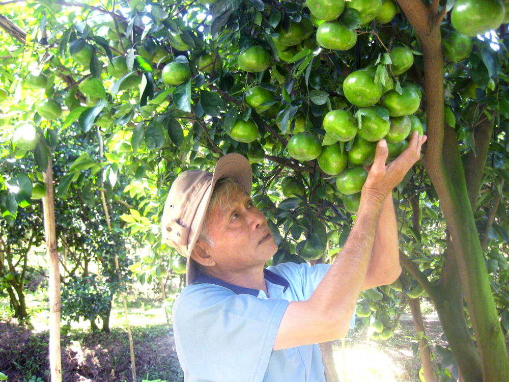 Miền Tây: Tất bật chuẩn bị hàng hóa phục vụ tết Quýt hồng Lai Vung - đặc sản của tỉnh Đồng Tháp - rất được thị trường ưa chuộng