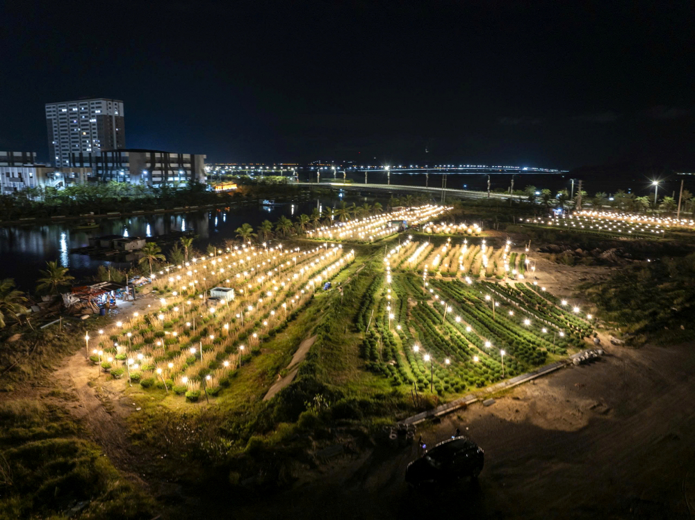 Người dân ở làng hoa cúc Kiên Long, xã Bình Thành, tỉnh Gia Lai chong đèn để hoa nở đúng tết - Ảnh: Nguyên Bảo