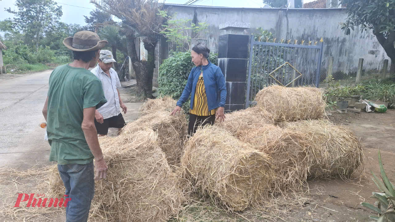 Sau lũ 1 tuần, xe tải chở bán rơm dạo là 15.000 đồng/ cuộn, cách nay nửa tháng là 35.000 đồng, hiện nay xe tải chở bán rơm bò đến tận ngõ là 55.000 đồng/cuộn- Ảnh: Mạnh Hoài Nam