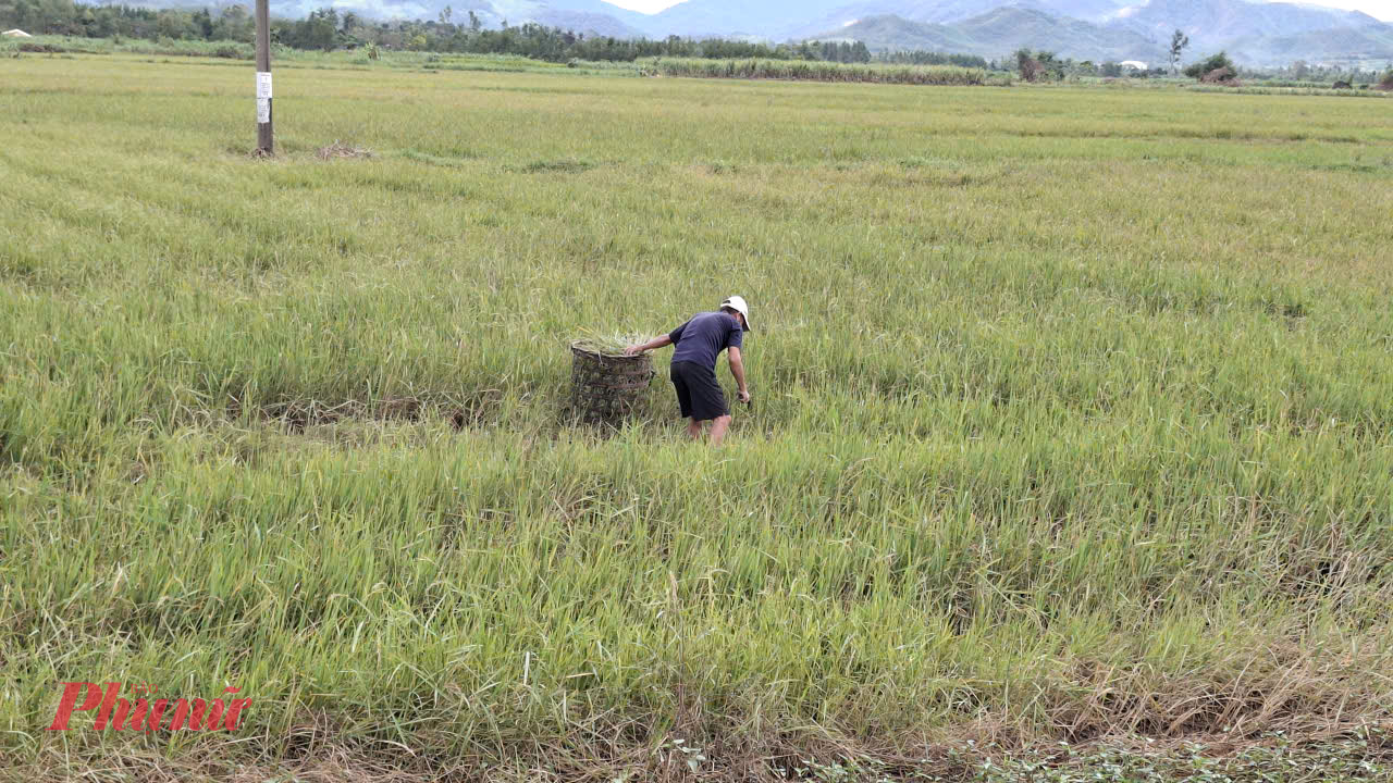 Ảnh hưởng không khí lạnh mưa rét, người chăn nuôi dầm mưa cắt lúa chét (lúa tái sinh) cho bò ăn xen- Ảnh: Mạnh Hoài Nam