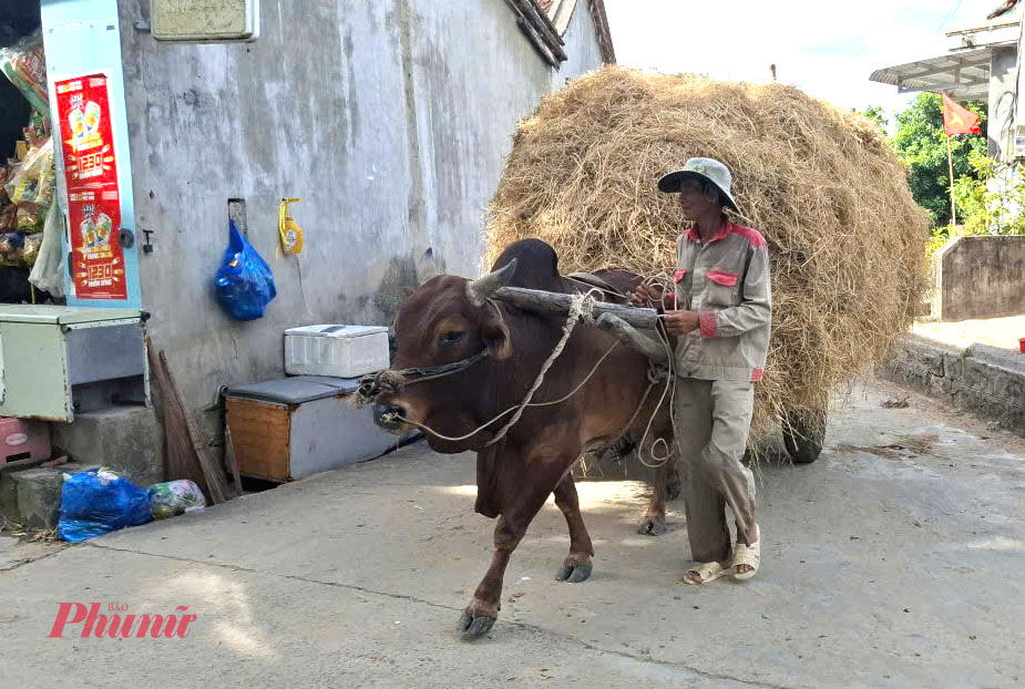 Thu hoạch vụ lúa, người chăn nuôi thuê cộ bò chở rơm khô về trữ làm thức ăn cho bò- Ảnh: Mạnh Hoài Nam
