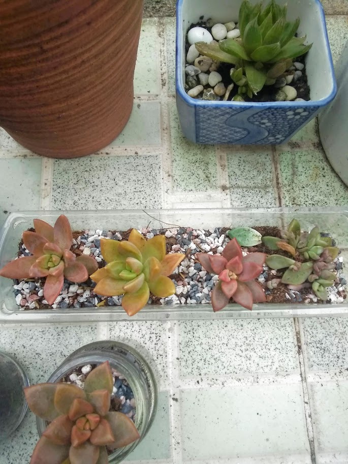 Vật dụng bằng nhựa được tái sử dụng để trồng cây