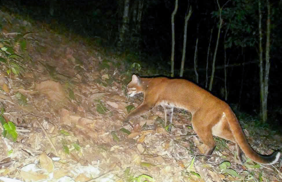 Beo lửa lần đầu được ghi nhận tại Khu Bảo tồn thiên nhiên Pù Hoạt - Ảnh: Khánh Trung