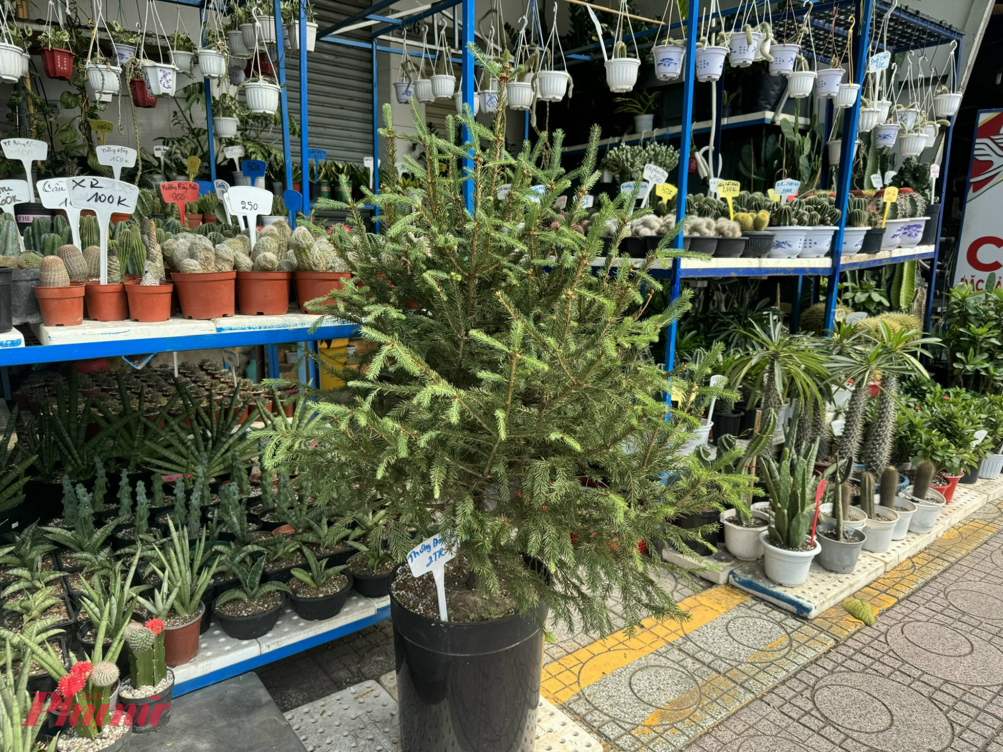 Cây thông Đan Mạch này có giá 