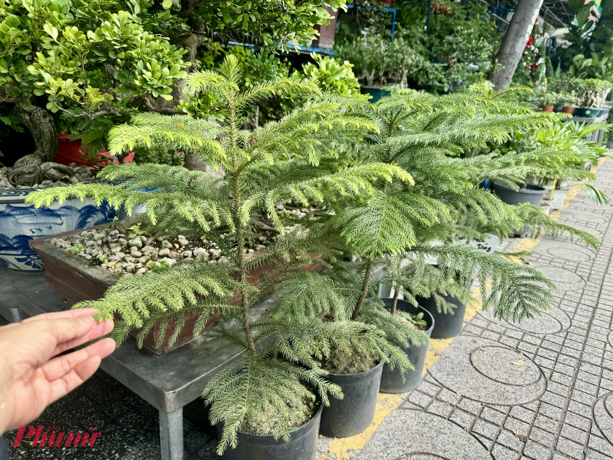 tại các thủ phủ cây cảnh như đường Thành Thái (phường Diên Hồng), Nguyễn Hữu Thọ (phường Tân Hưng) hay chợ Hồ Thị Kỷ (phường Vườn Lài). Các mặt hàng chủ lực như tùng thơm, trạng nguyên, kim thủy tùng... giảm hơn 50% về số lượng nhập vào.