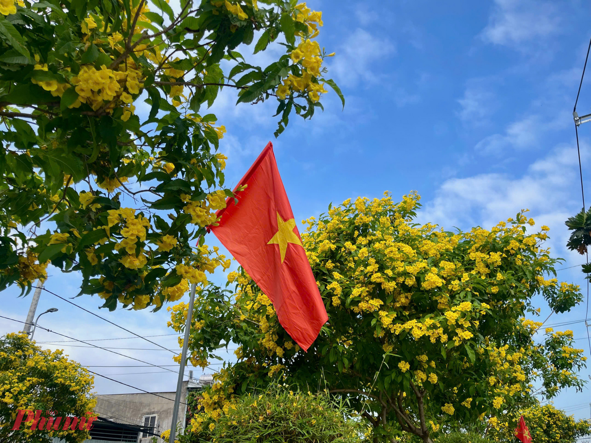 Hoa chuông vàng nở rộ trên các tuyến đường, tạo điểm nhấn cảnh quan đô thị tại TPHCM.